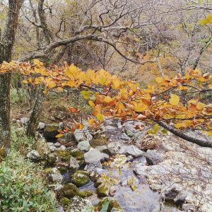 Autumn in Korea