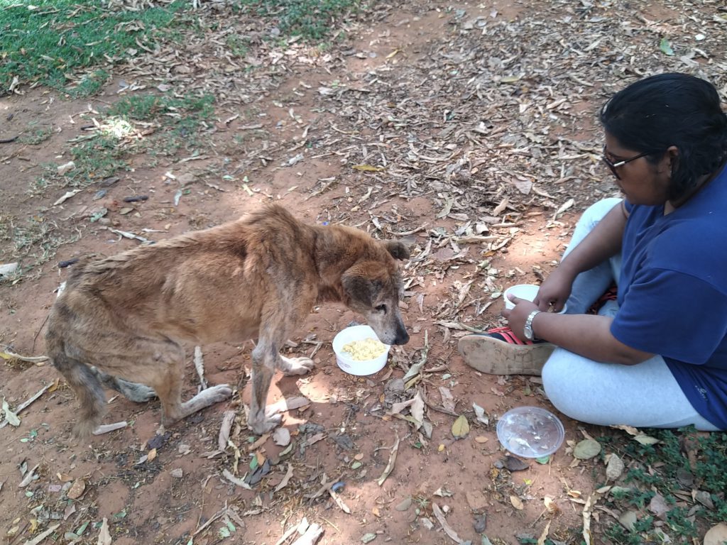 Senior dog eating rice and eggs