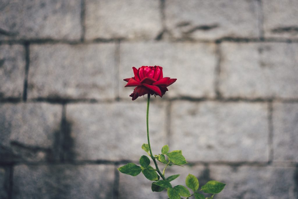 Image of a single flower